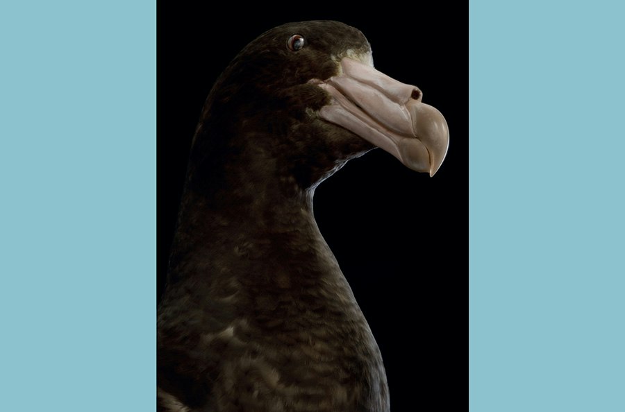 An artistic photo of the head and top half of a taxidermied bird.