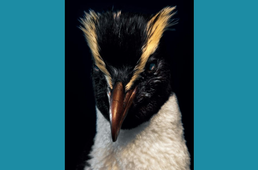 An artistic photo of the head and top half of a taxidermied bird.