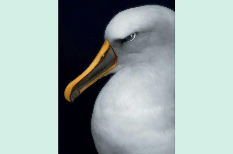 An artistic photo of the head and top half of a taxidermied bird.