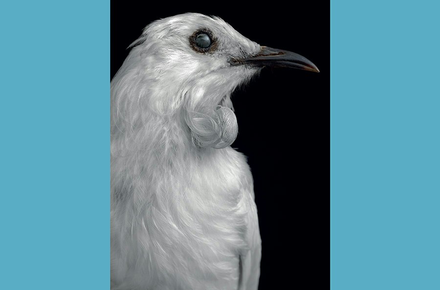 An artistic photo of the head and top half of a taxidermied bird.