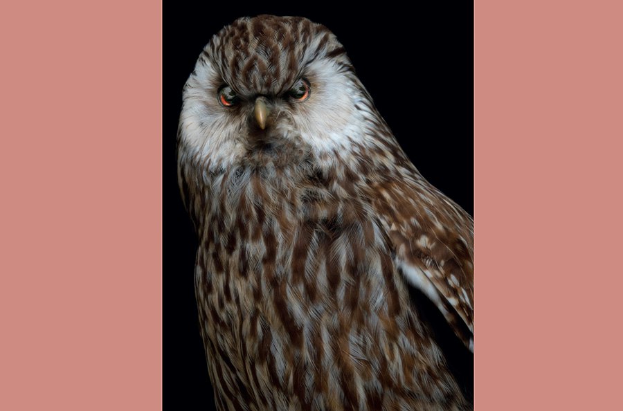 An artistic photo of the head and top half of a taxidermied bird.