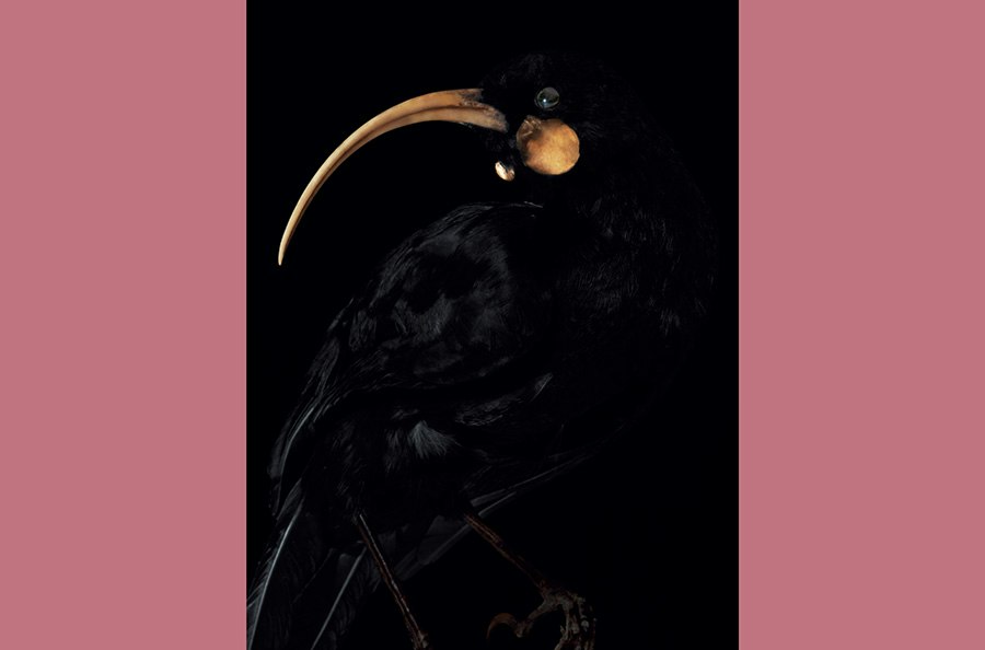 An artistic photo of the head and top half of a taxidermied bird.