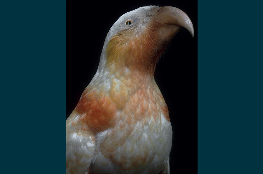 An artistic photo of the head and top half of a taxidermied bird.