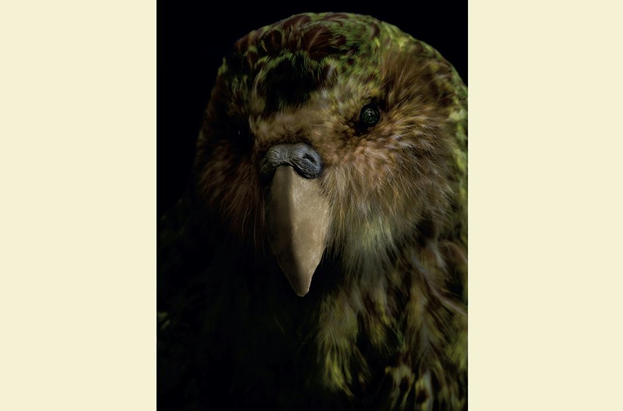 An artistic photo of the head and top half of a taxidermied bird.