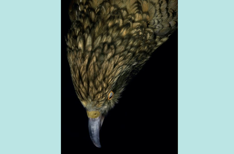 An artistic photo of the head and top half of a taxidermied bird.