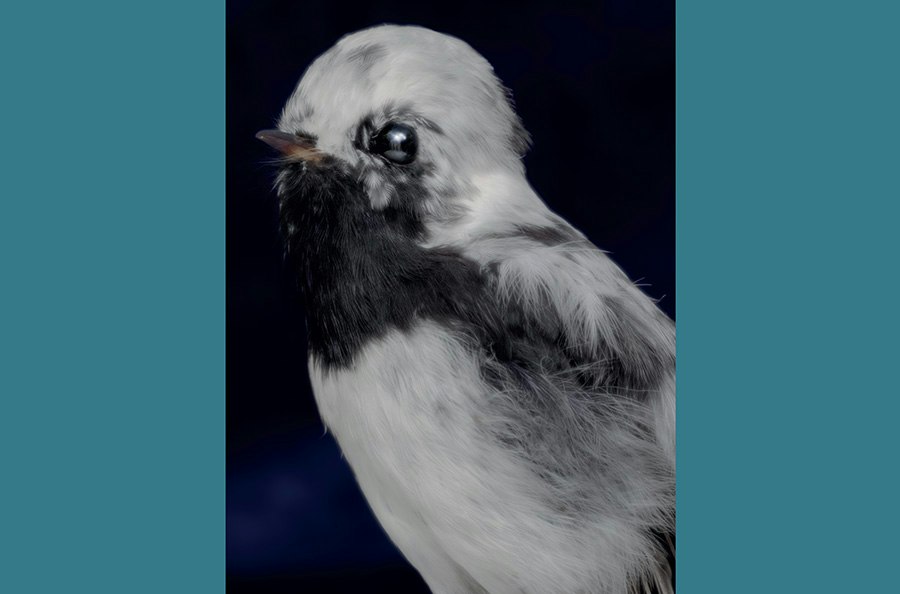 An artistic photo of the head and top half of a taxidermied bird.