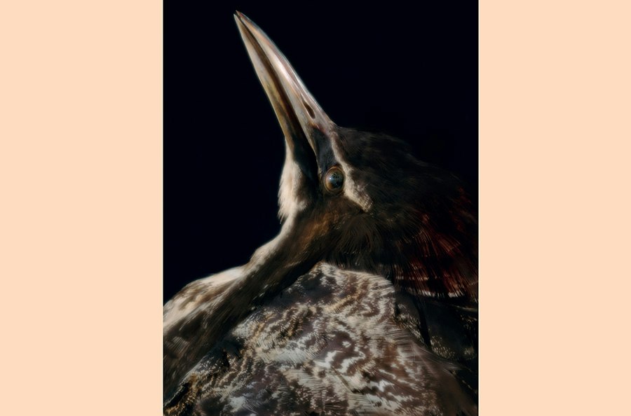 An artistic photo of the head and top half of a taxidermied bird.