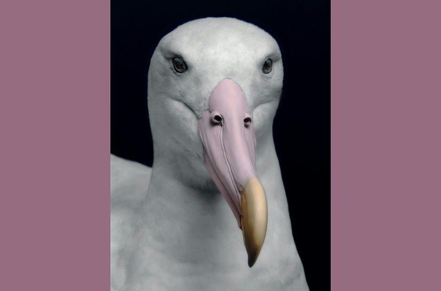 An artistic photo of the head and top half of a taxidermied bird.
