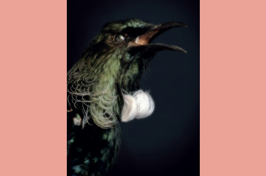 An artistic photo of the head and top half of a taxidermied bird.