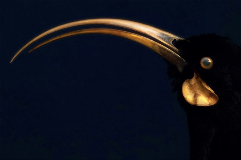 A close up of a huia bird's head and beak with a dark background