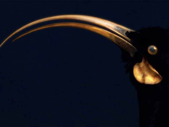 Fiona Pardington Hinemuramura, portrait of a female huia, Heterolocha acuitirostris, pre-1907; collection of Tāmaki Paenga Hira Auckland Museum (LB9219), Tāmaki Makaurau Auckland, Aotearoa New Zealand 2025 A close up of a huia bird's head and beak with a dark background