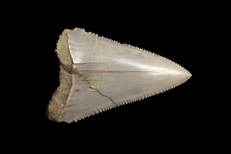 A sharktooth with serrated edges on a black background.
