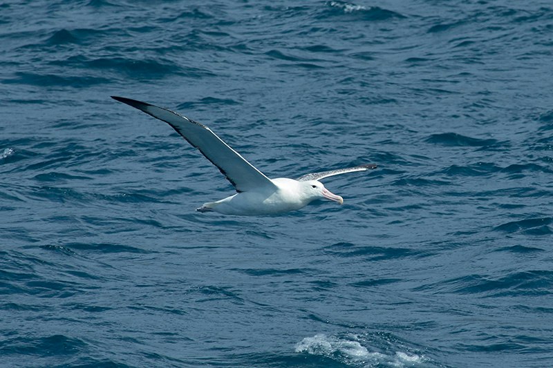 A large albatross flying over the sea.