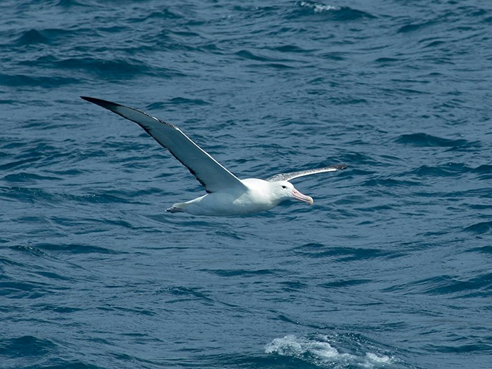 Southern Royal albatross Toroa Catseye Bay to Bligh Sound 1211. Photo by Jean-Claude Stahl. Te Papa (166365) A large albatross flying over the sea.
