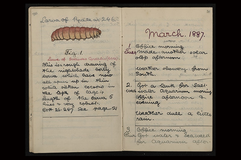 A open notebook that has handwriting in a diary form and a handdrawn illustration of a larvae.