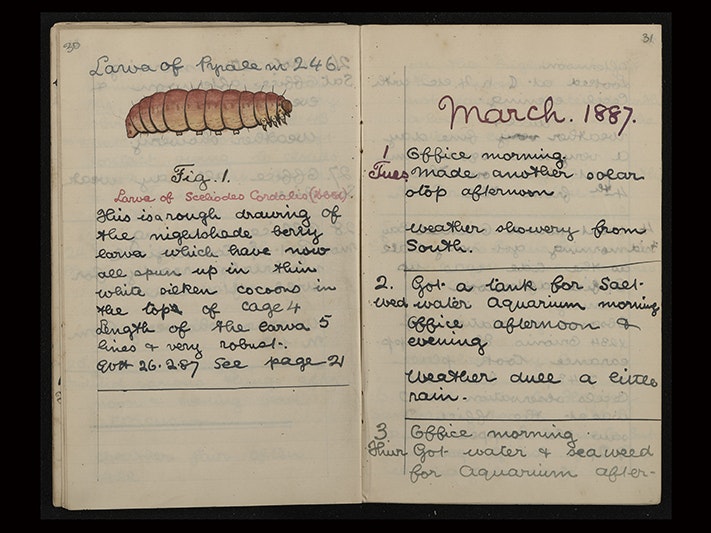 'Diary 1887.', 1 January 1887 - 31 December 1887, Wellington, by George Hudson. Gift of George Gibbs, 2021. Te Papa (CA001245/001/0013) A open notebook that has handwriting in a diary form and a handdrawn illustration of a larvae.