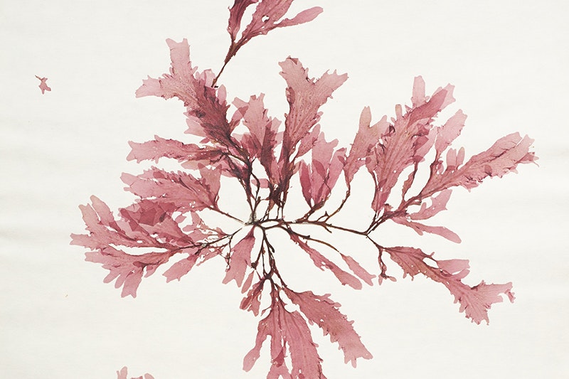 A watercolour of pink seaweed on cream-coloured paper.