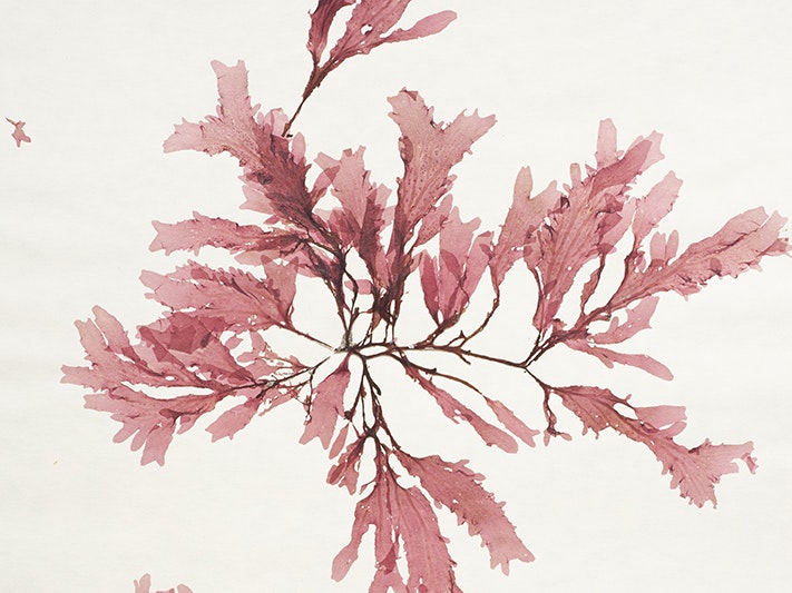 Schizoseris dichotoma (Hook.f. & Harv.) Kylin, collected 15 November 1973, South of Kaikoura, Oaro Reef, New Zealand. CC BY 4.0. Te Papa (A008243) A watercolour of pink seaweed on cream-coloured paper.