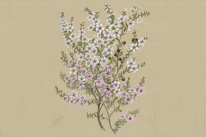 Watercolour painting of a flowering branch of small pink flowers on a beige background.
