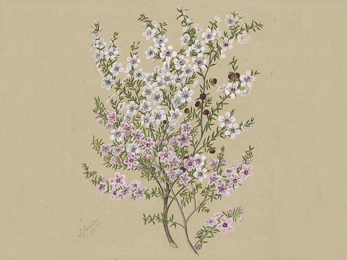 Manuka, circa 1885, New Zealand, by Sarah Featon. Purchased 1919. Te Papa (1992-0035-2277/66) Watercolour painting of a flowering branch of small pink flowers on a beige background.