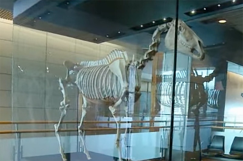 A skeleton of a horse in a glass case.