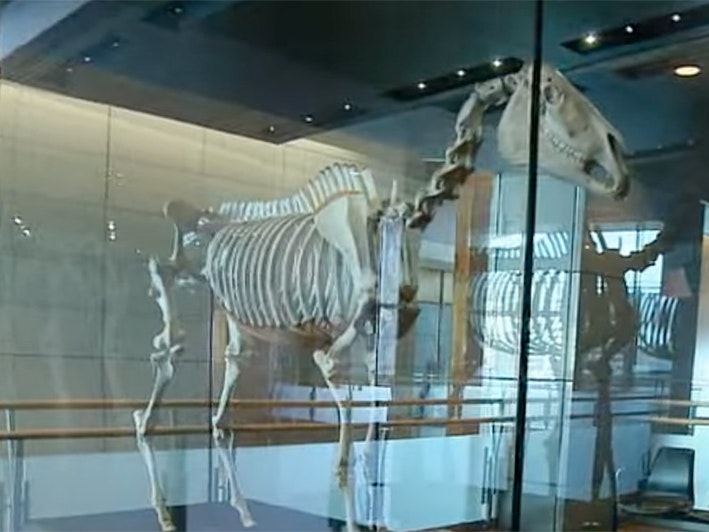 Still from Tales From Te Papa. Te Papa A skeleton of a horse in a glass case.