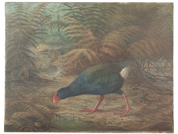 A moho takahe (Notornis mantelli), 1902, London, by Johannes Keulemans. Purchased 2010. Te Papa (2010-0032-1) A painting of a takahė looking for food in a bushy setting.
