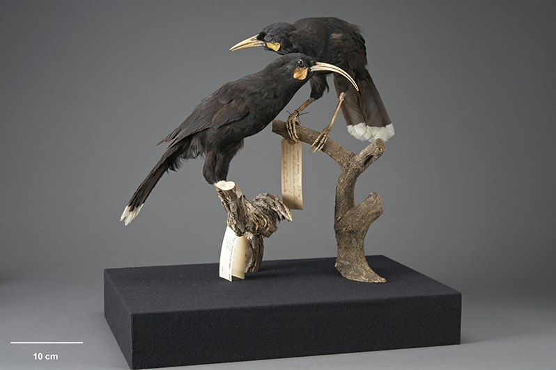 Two taxidermied birds with white tips on their tail feathers and orange wattles mounted on two branches.