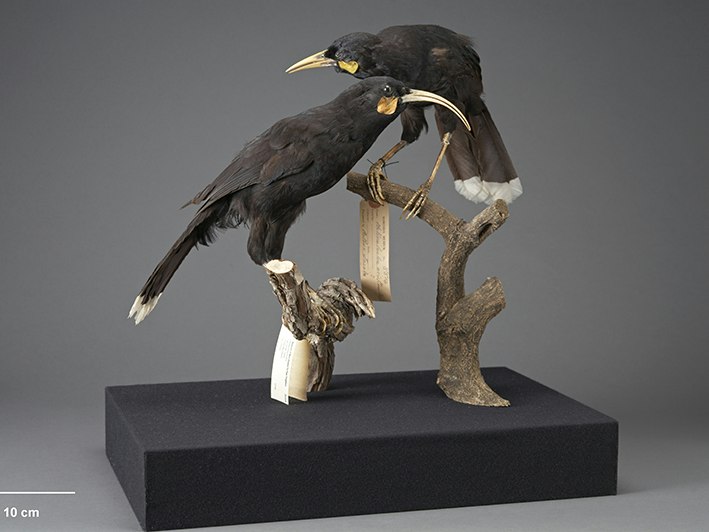 Huia, Heteralocha acutirostris, collected no data, New Zealand. Purchased 1949. CC BY 4.0. Te Papa (OR.000096) Two taxidermied birds with white tips on their tail feathers and orange wattles mounted on two branches.