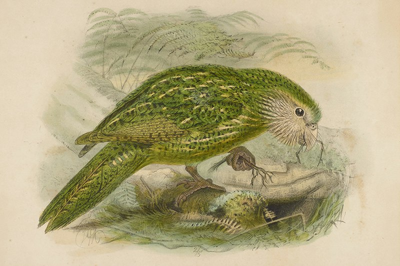 A watercolour painting of a green parrot in native bush.