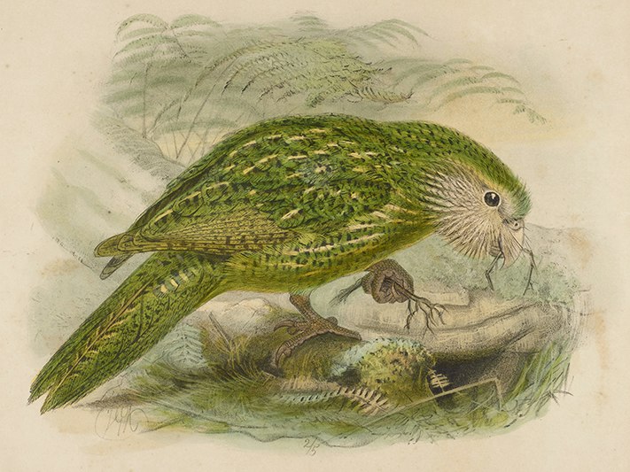 Stringops habroptilus. Known today as Kakapo (Strigops habroptilus), 1872, London, by Johannes Keulemans. Acquisition history unknown. Te Papa (1992-0035-1093/4) A watercolour painting of a green parrot in native bush.