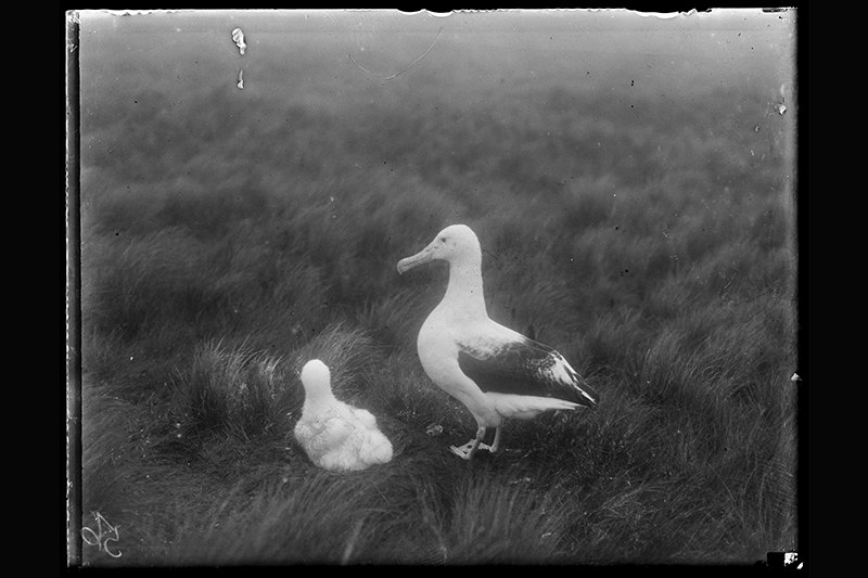 A black and white photo of an albratross and chick standing on grass.