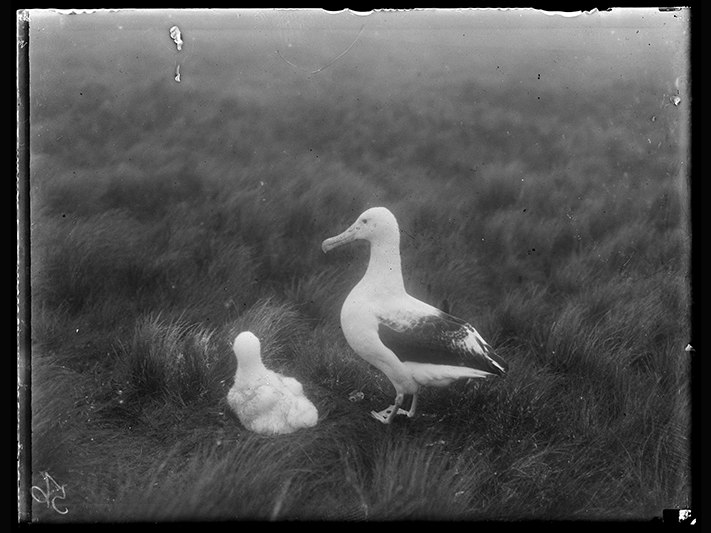 Diomedea epomophora (Procellariiformes), 1927, Campbell Island, by Herbert Guthrie-Smith. Te Papa (A.001994) A black and white photo of an albratross and chick standing on grass.