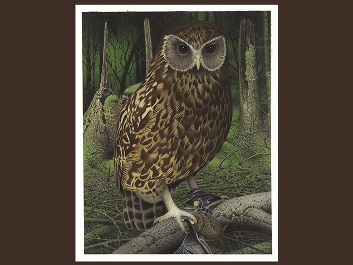 Laughing Owl / Whekau . Sceloglaux albifacies. From the series: Extinct Birds of New Zealand., 2004, Masterton, by Paul Martinson. Purchased 2006. © Te Papa. CC BY-NC-ND 4.0. Te Papa (2006-0010-1/57) Painting of an owl in the forest
