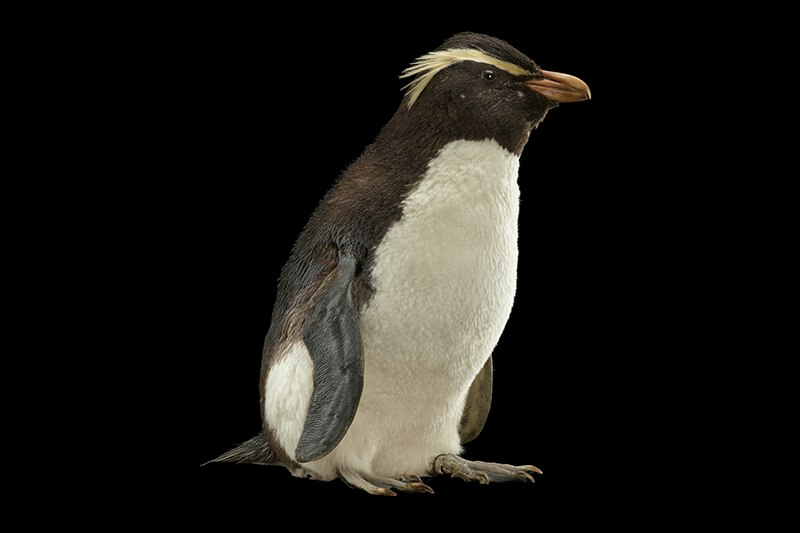 A taxidermied penguin on a black background.