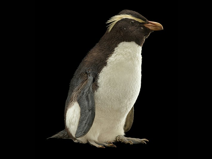 Fiordland Crested Penguin, Eudyptes pachyrhynchus, collected 24 September 1939, Otaki Beach, Horowhenua, New Zealand. Gift of unknown donor, 1939. CC BY 4.0. Te Papa (OR.014086) A taxidermied penguin on a black background.