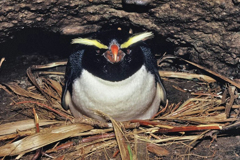 A photo of a penguin sitting on a next made of flax.