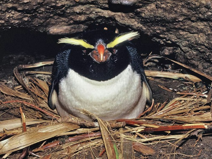Fiordland crested penguin | Tawaki. Incubating adult on nest. Open Bay Islands, August 1986. Photo by Alan Tennyson A photo of a penguin sitting on a next made of flax.