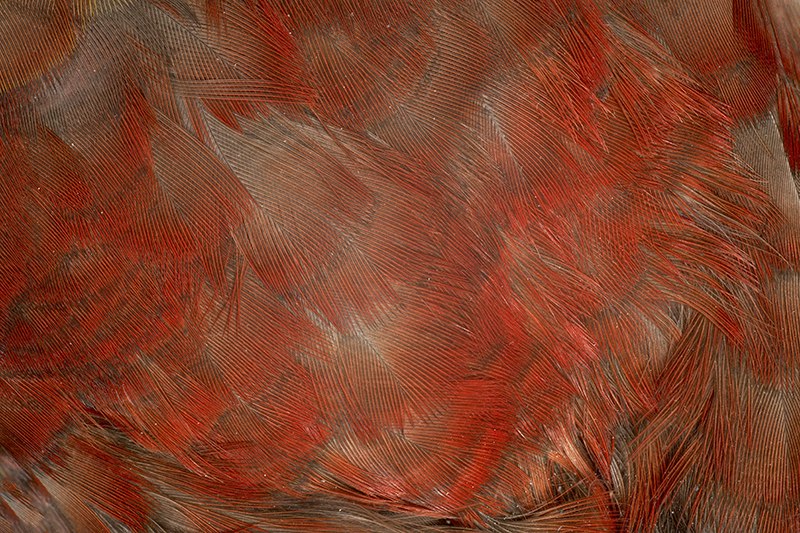 Close up of red bird feathers.