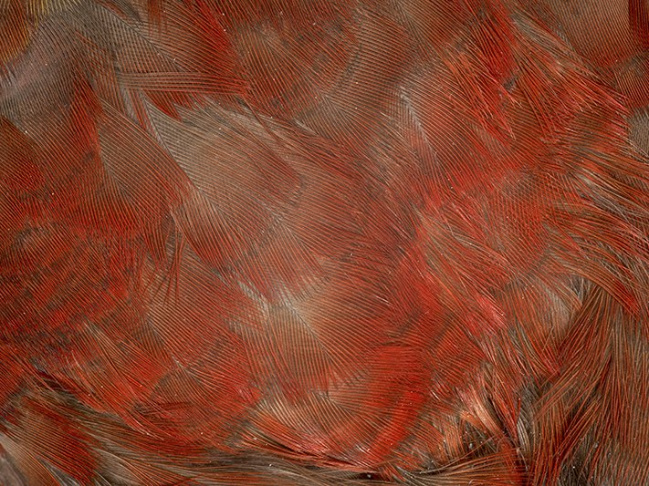 North Island Kākā, Nestor meridionalis septentrionalis, collected 27 August 1990, Kapiti Island, New Zealand. CC BY 4.0. Te Papa (OR.024365) Close up of red bird feathers.