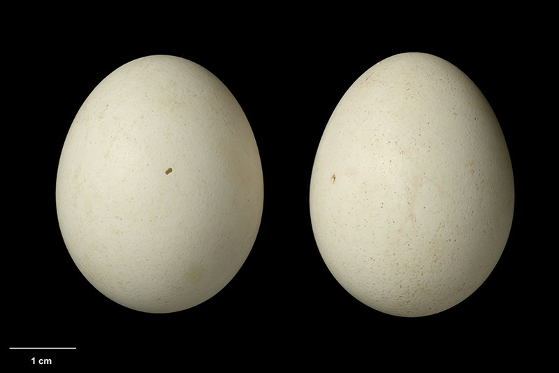 Two views of the same egg on a black background.