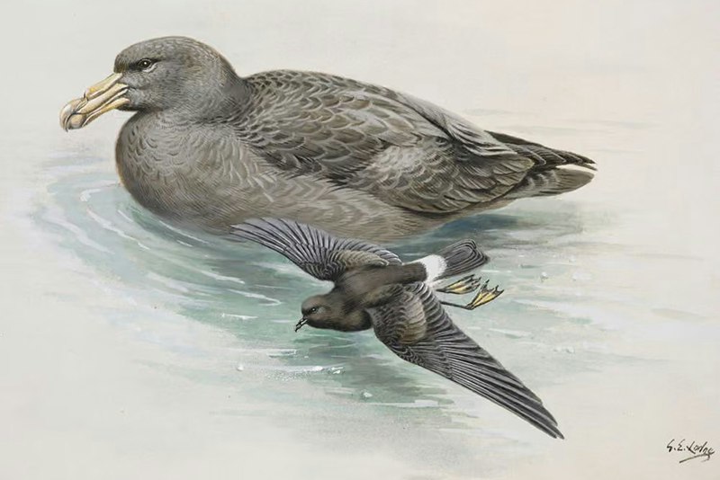A watercolour of a large bird swimming and a smaller bird flying past it.