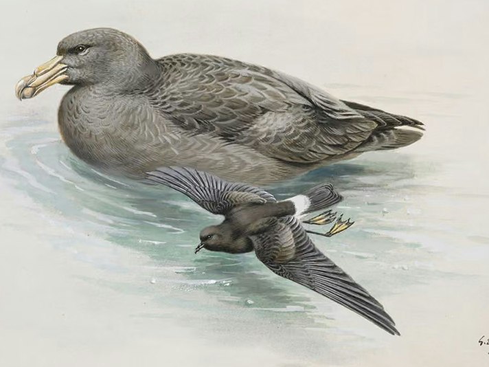 Giant Petrel (rear) / Wilson's Storm Petrel; 1913-1914; Lodge, George. Te Papa (1992-0035-2366/14) A watercolour of a large bird swimming and a smaller bird flying past it.