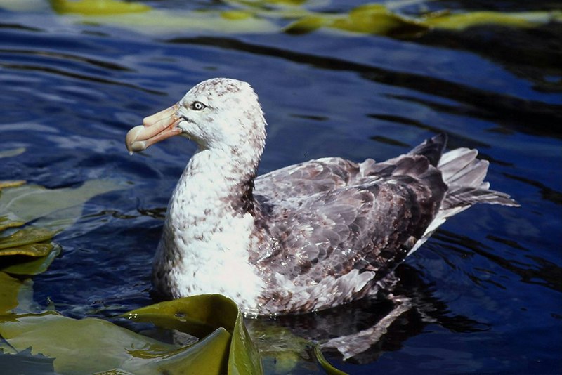 A large bird sitting in water surrounded by kelp.