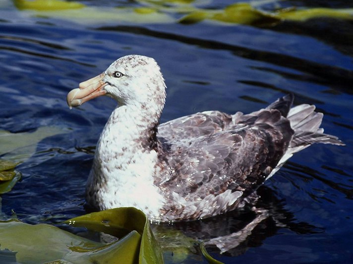 Southern giant petrel | Pāngurunguru. Adult dark morph. Boat Harbour, Snares Islands, November 1987. Image © Colin Miskelly by Colin Miskelly. A large bird sitting in water surrounded by kelp.