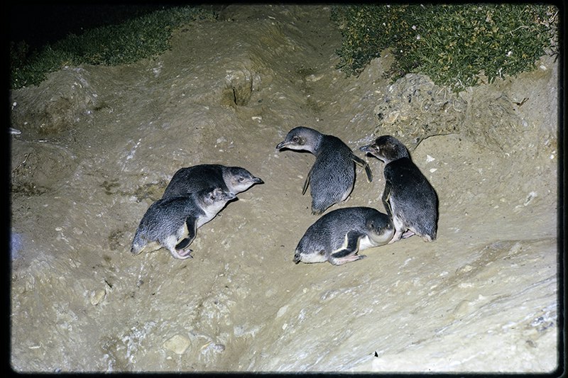 Five small penguins walking up a dirt incline.