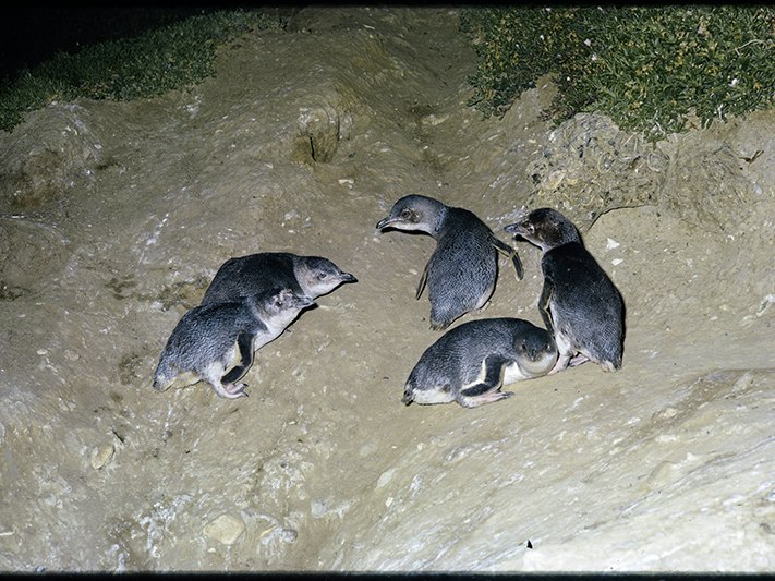 White-flippered penguins climbing up to nest sites, Anthony Whitaker MNZM; 1965. Gift of Vivienne Whitaker, 2020. Te Papa (CT.067515) Five small penguins walking up a dirt incline.