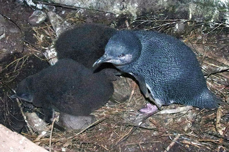 An adult little penguin an two fluffy chicks in a nest.