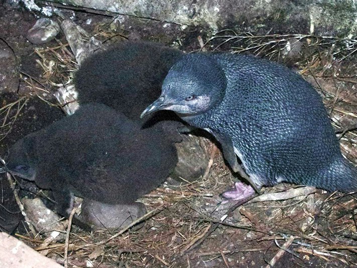Little penguin | Kororā. Adult with chicks. Mana Island, November 2012. Photo © Colin Miskelly by Colin Miskelly. An adult little penguin an two fluffy chicks in a nest.