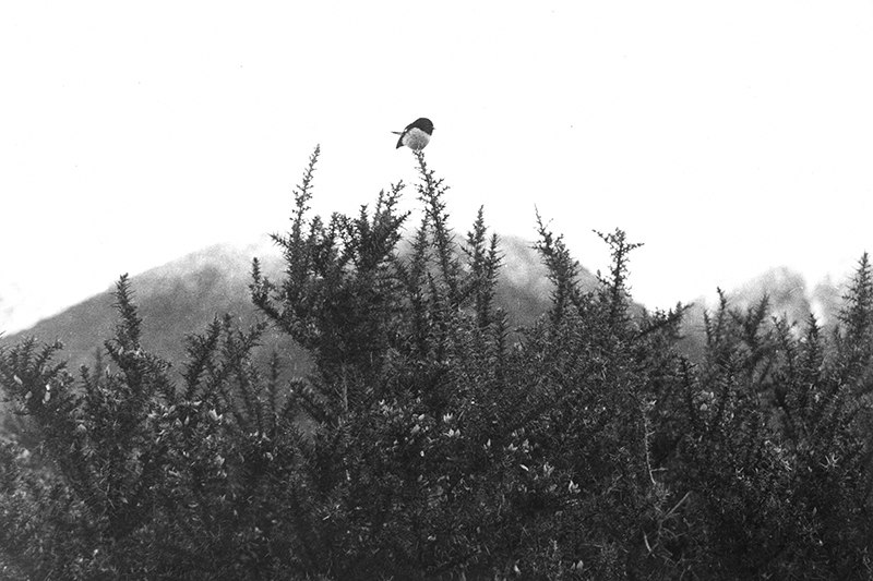 A black and white photo of a very small bird on a gorse bush.